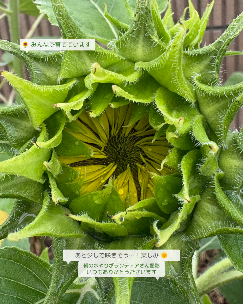 【ココティグリーンプロジェクト】ひまわり開花間近です🌻